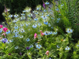 In een bak achter, maar ook in de voortuin in groepjes tussen andere bloemen