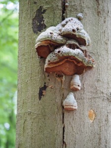 Zwammen in het Dansende Bomen Bos