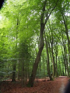 De dansende bomen in Ermelo