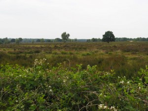 9. De bramenstruiken bloeien bij de schaapskooi op de Ermelosche heide