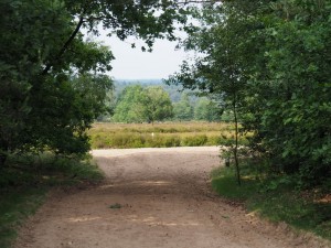 6. Zonnige doorkijk uit het bos op de hei