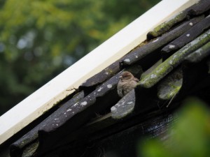 15. Terwijl dit juveniele musje uit zijn nest ons in de gaten houdt