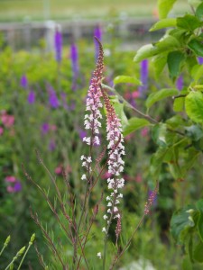 Zoals met de roze Walstroleeuwenbek