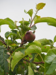 De appelbomen voor en achter zijn fors gesnoeid en leveren dit jaar een mand appels