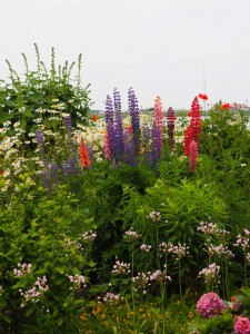 Lupinen zijn een van mijn lievelingsbloemen