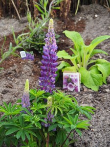 Zoals deze paarse lupinen naast roze Lupinen die iets verderop staan