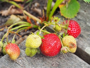 Aardbeien in diverse soorten, appels, aalbessen en herfstbramen