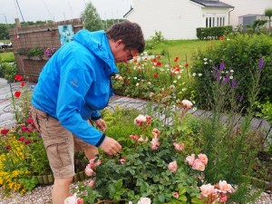 7. De rozen bloeien overweldigend en moeten gekopt