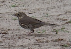 6. Volop vogel getjilp, zoals van deze lijster