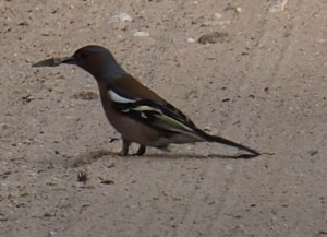 8. En van deze vink, die een diep blauwe kop heeft