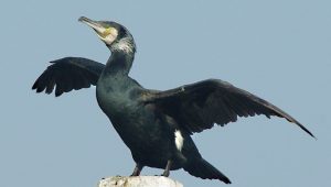 De Aalscholver wordt in Nederland door professionele vissers "Waterraaf" genoemd. Dat komt omdat deze vogel 500-1000 gr vis per dag verorbert. 