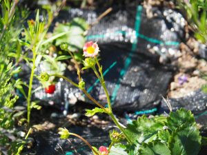 In de tuin groeien drie soorten Aardbeien. Dit is een roze bloeiende, die zich dapper staande houdt naast het Kattenkruid