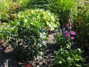 De Aconitum en Delphinium Purpura zullen in 2017 een forse plek innemen op het talud