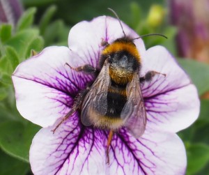 Forse bij op paarse petunia