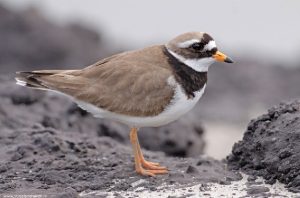 De bontbekplevier kun je bijvoorbeeld langs de Waddenkust zien trippelen. Op loopafstand van WH20