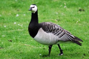 De Brandgans laat zijn poepsporen na op de grasplekken op Wierhooft