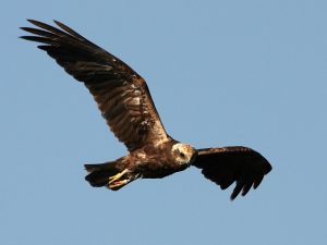 De Bruine Kiekendief vliegt in onze omgeving