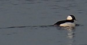 Buffelkopeend in de achtertuin van Wierhooft 20. Al weken staan vogelaars op de dijk te spotten en ik krijg de Buffelkop spontaan op de lens! Dát is wonen aan het water :-)