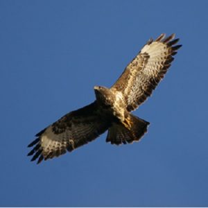 Maar ook de Buizerd wordt hier waargenomen