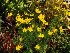 De Coreopsis Verticillata bloeit al weken onverstoorbaar verder