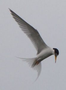 Langs de Waddenkust bij Wieringen vliegt de Dwergstern