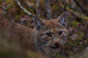 En Gaupe / de Lynx