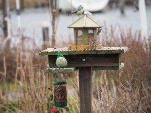 's Winters is het een drukte van jewelste in ons vogelhuisje in de voortuin, zoals hier met een mus, pimpelmees en groenling