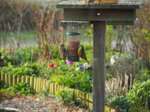 De Groenlingen kunnen 's winters ook broederlijk samen pinda's pikken