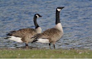 In het voorjaar strijken er meet veel kabaal Grote Canadese Ganzen op het grasveld hiernaast neer. 