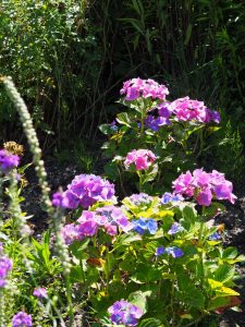 Deze twee Hortensia's op het talud beginnen net aan hun groei