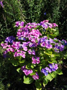 De blauwe Hortensia in de voortuin