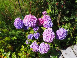 Hortensia achter langs het pad