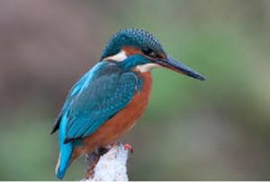 De IJsvogel wordt 's winters achter ons huis waargenomen. Er zijn dan ook veel vogelspotters. Ik ben altijd te laat! (bron foto Wiki)