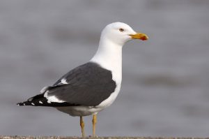 De Kleine Mantelmeeuw ontbreekt hier natuurlijk niet langs onze kust