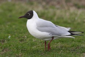 De Kokmeeuw ontbreek natuurlijk niet langs deze kust