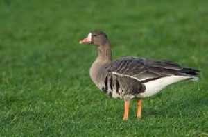 En dan hebben we nog de Kolgans. Ganzen genoeg, met onverdeeld genoegen van de boeren op Wieringen en de Wieringermeer