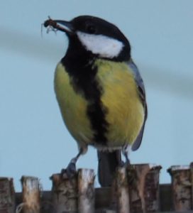 Dan een serie van de koolmezen die jongen uitbroedden in één van de nestkastje aan de houten muren van WH20. Hier eerst een blik in't rond voordat het voer naar de piepende jongen gaat