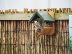 De pindakaaspotten hangen dichtbij de nestkastjes. Ideaal