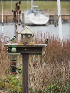 6 tegelijk op de voederplek op WH20. Vogelspitsuur