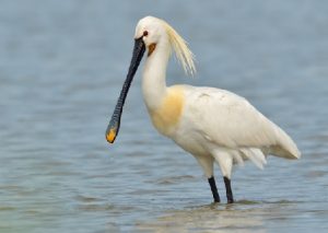 De Lepelaar staat hier al boven afgebeeld, maar zij komen ook voor in het Zwanenmeer dat hier dichtbij is en op Texel, waar je ook zó bent met de pont