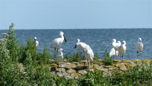 De Lepelaars zijn gefotografeerd vanaf de KIM, varend vanaf Wierhooft naar de sluis bij Den Oever