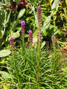 De Liatris komt op verschillende plekken in de tuin uit haar bolletjes tevoorschijn