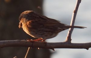 Deze mus had een nestje in de uitgebloeide plant in de achtertuin en zit hier te wachten tot de kust veilig is