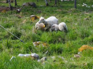 8. Moeder geit wordt amper opgegeten door haar drie jonkies