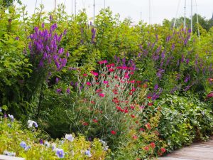 Paars langs het tuinpad voor