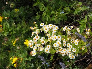 Kleine Margrietachtigen