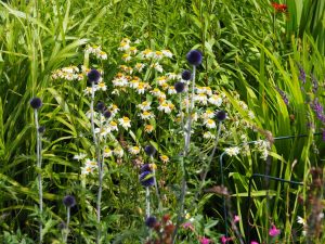 Diepblauwe Kogeldistel