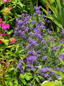 In de tuin staan diverse soorten Lavendel, van klein tot 1.50 meter hoog!