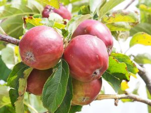 Appelboom in de bakken voor en achter WH20