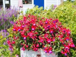 Een Fuchsia-welkom aan't begin van ons pad